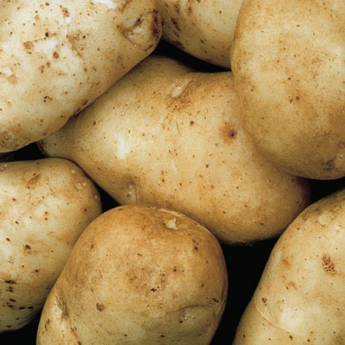 Potato Seed White - Kenebec 5lb