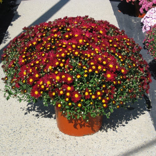 Fall Mum Extra Large Solid