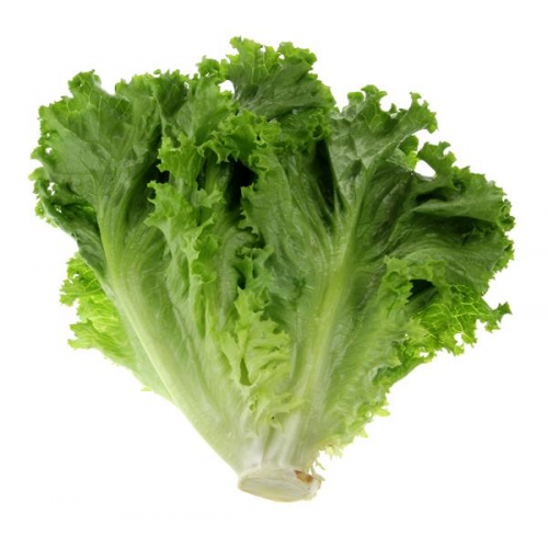 Green Leaf Lettuce 1ct. Wrapped