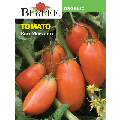 Tomato Plants - Single