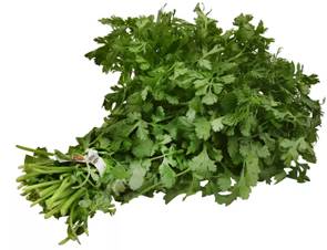 Herb Cilantro Bunch