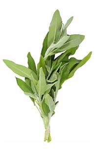 Herb, Sage Fresh Bunch