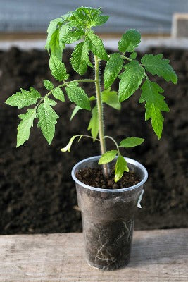 Tomato Plants - Single